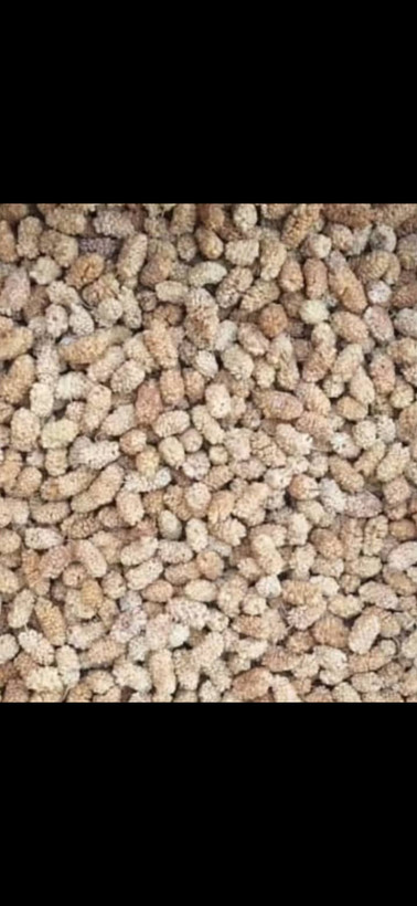 بستهبندی توت خشک شاهانه لوکس صادراتی خشکبار تویسرکان