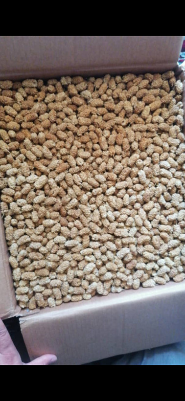 بستهبندی انجیر شکفته استهبان صادراتی شیرین و بهداشتی