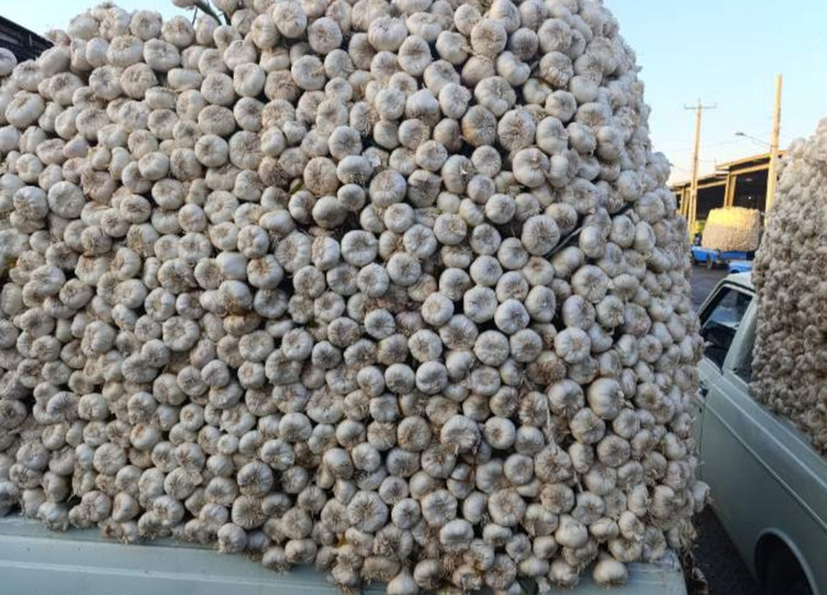 خرید سیر خشک تند همدان یک کیلویی اعلا درشت و سفید با قیمت عالی | ارسال فوری