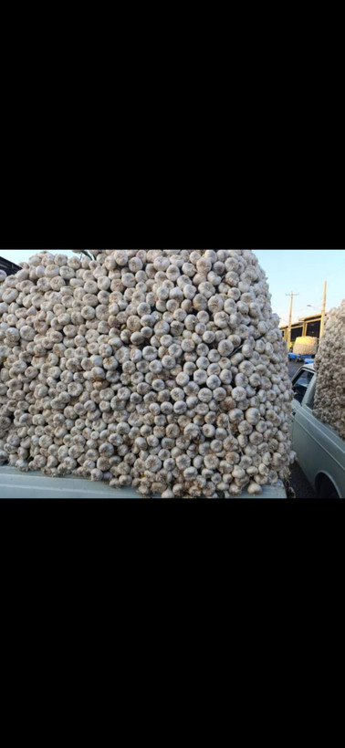 بستهبندی سیر خشک همدان دستچین و یکدست خشکبار اعلا