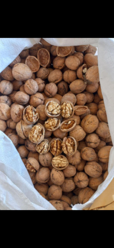 خرید گردو پوست کاغذی تویسرکان سوپر یک کیلویی پرچرب امسالی با قیمت عالی