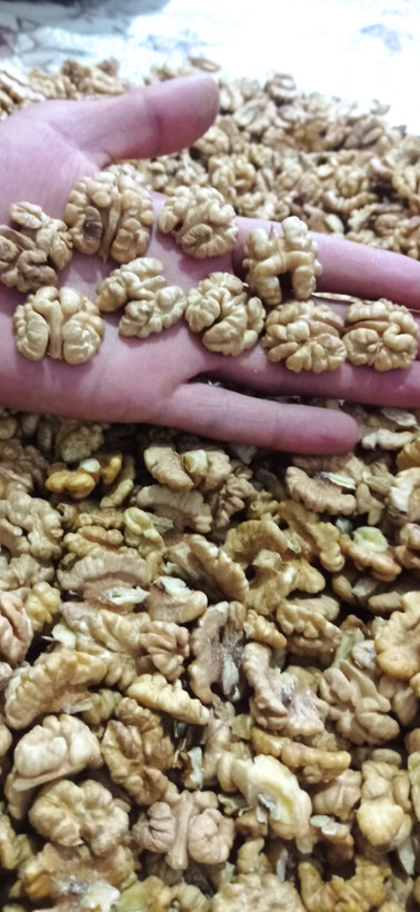 خرید مغز گردوی اعلا پرچرب تویسرکان امسالی با قیمت عالی | ارسال فوری