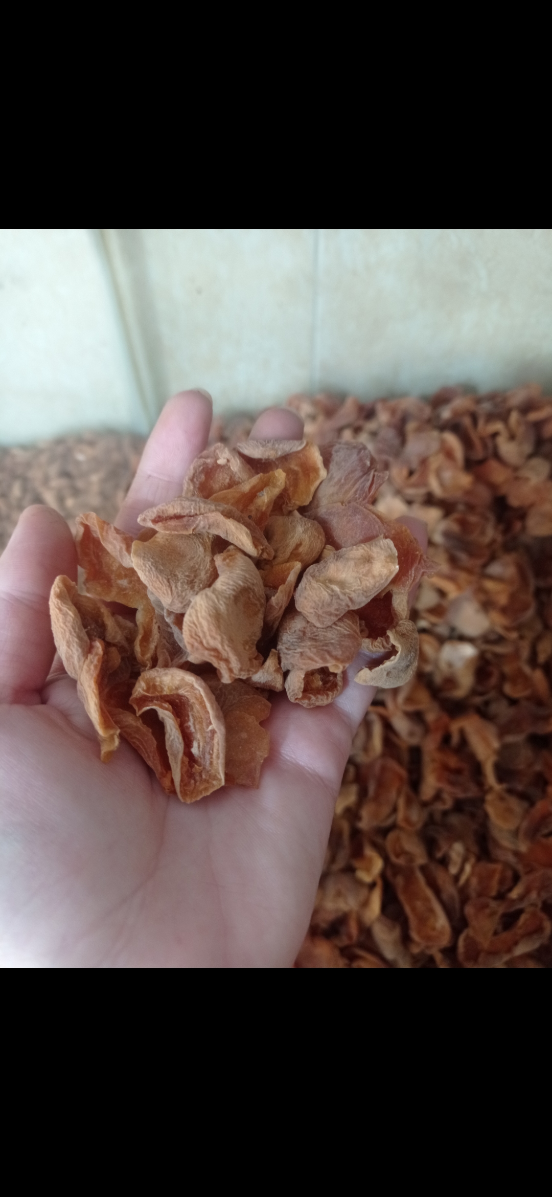 برگه زردآلو امسالی