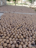 گردو روغنی اعلا پوست کاغذی تویسرکان پرمغز