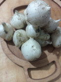 موسیر کوهی تازه الوند همدان بستهبندی صادراتی