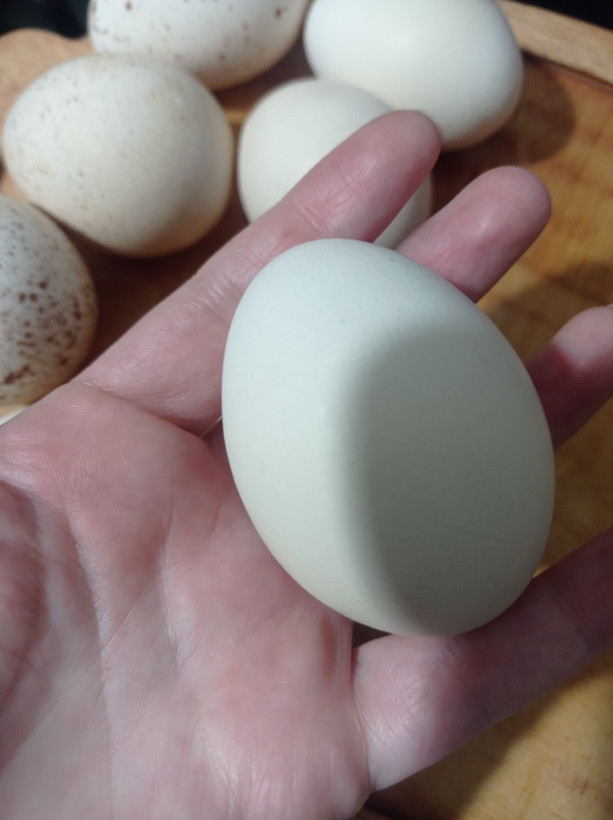 تخم مرغ محلی تازه در دست