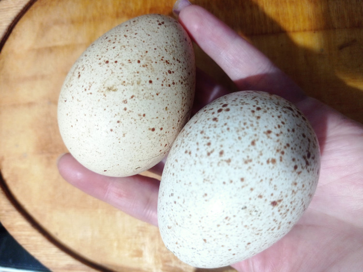 تخم بوقلمون محلی تازه