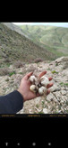 موسیر کوهی تند و تازه الوند همدان ارسال فوری یک کیلویی