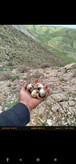 موسیر کوهی تند و تازه الوند همدان ارسال فوری یک کیلویی