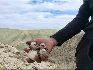 موسیر کوهی تازه تازه کوهستان الوند سه کیلویی ارسال فوری