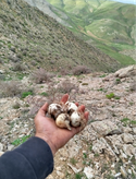 موسیر کوهی تازه تازه کوهستان الوند سه کیلویی ارسال فوری