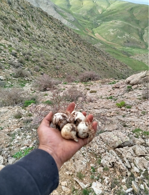 موسیر کوهی تازه تازه کوهستان الوند سه کیلویی ارسال فوری