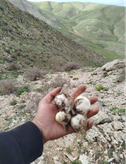 موسیر کوهی تازه امسالی کوهستان ارسال فوری دو کیلویی