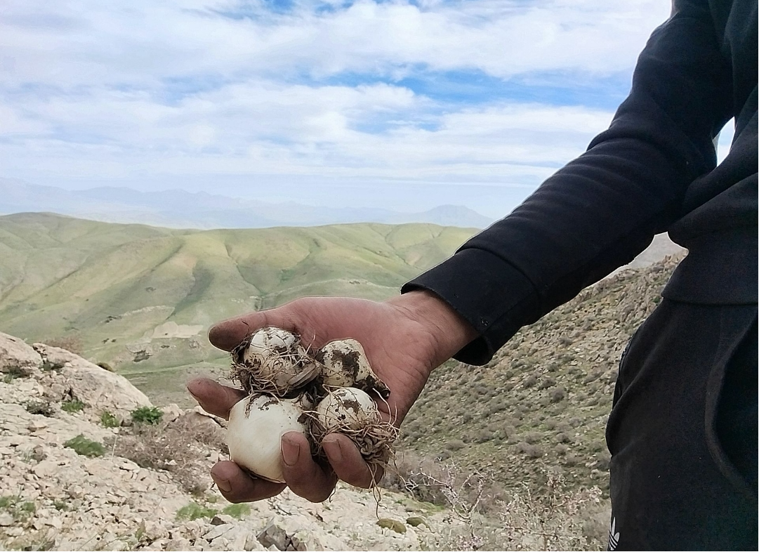 موسیر کوهی تازه امسالی کوهستان ارسال فوری دو کیلویی