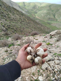 موسیر کوهی تند و تازه الوند همدان ارسال فوری یک کیلویی