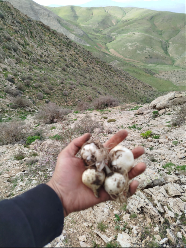 موسیر کوهی تند و تازه الوند همدان ارسال فوری یک کیلویی