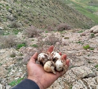 موسیر کوهی تند و تازه الوند همدان ارسال فوری یک کیلویی