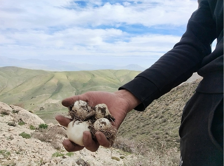 موسیر کوهی پلاک شده تازه خشک شده ارسال فوری نیم کیلویی